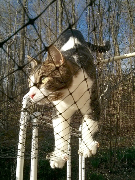 cat standing on fence netting