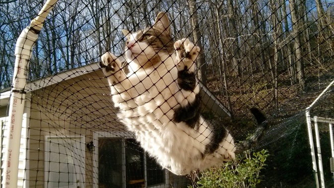 cat lying on fence netting