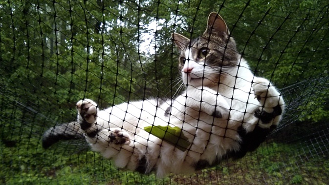 cat lying on fence netting