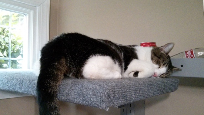 cat sleeping on shelf