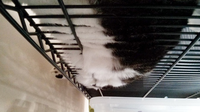 cat on wire shelf