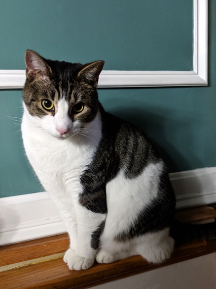 cat on front of wall