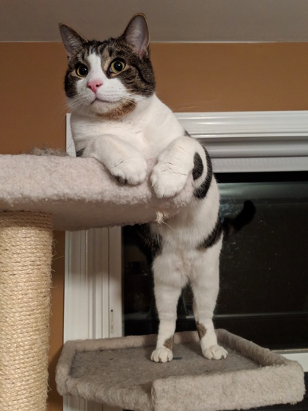 cat on cat tree