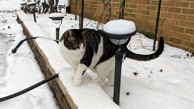 cat walking in snow