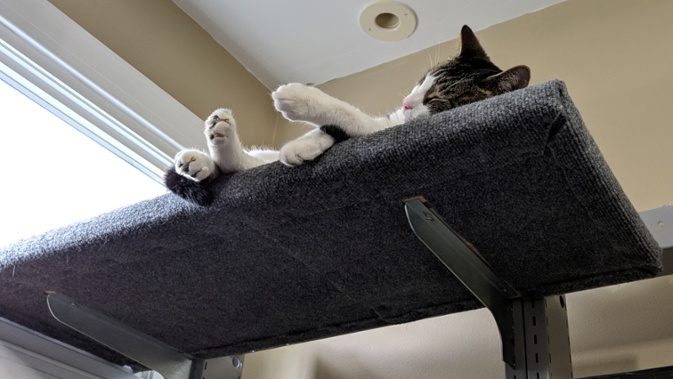 cat sleeping on shelf