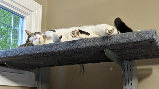 cat sleeping on shelf