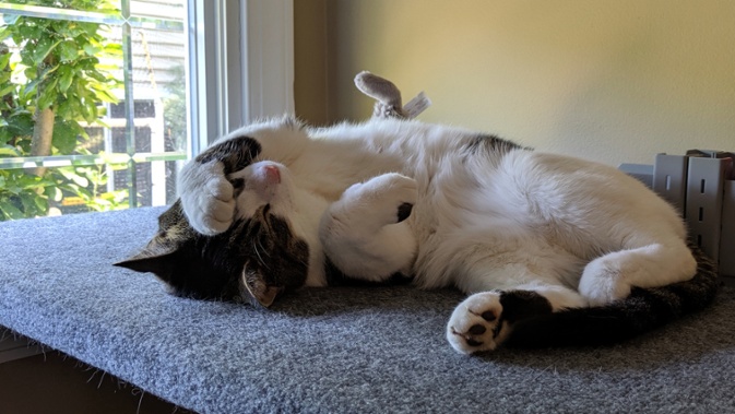 cat sleeping on shelf