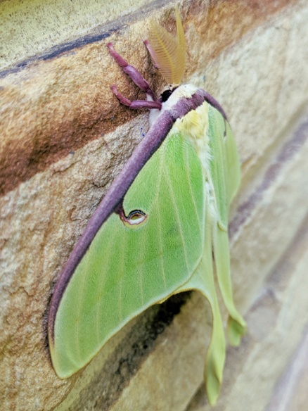 luna moth