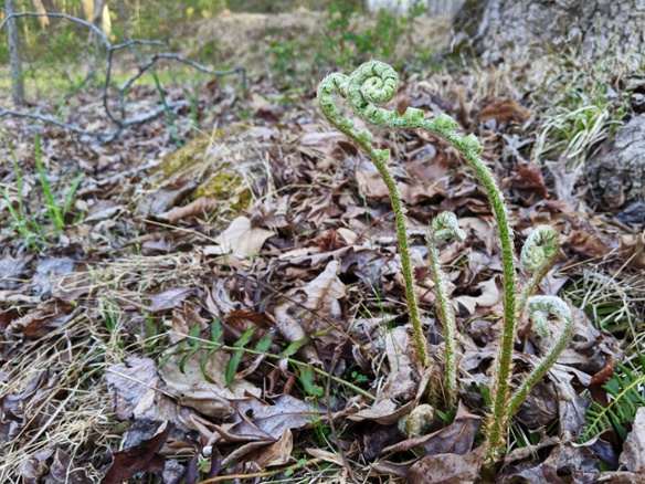 curled fern