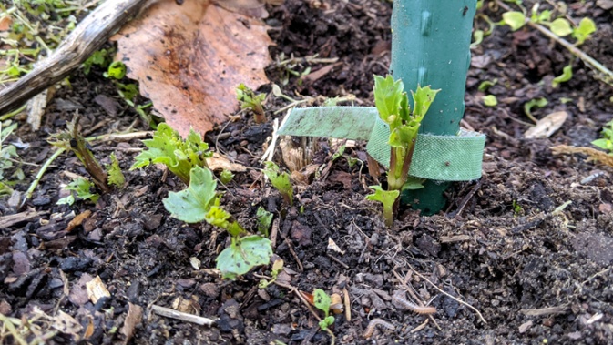 dahlia emerging after winter in ground