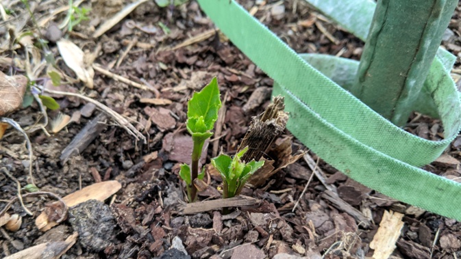 dahlia emerging after winter in ground