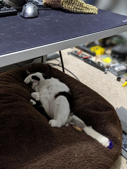 cat sleeping under desk