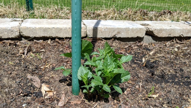 dahlia growing after winter in ground