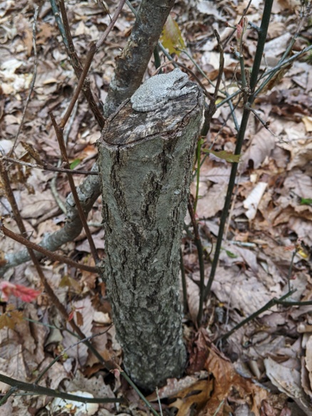gray treefrog on stump