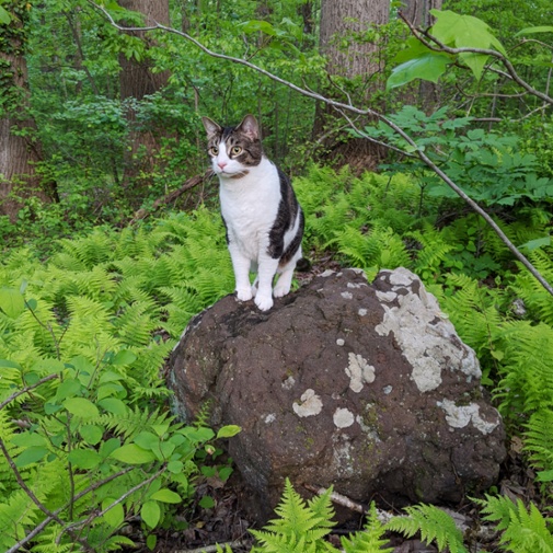 cat on rock