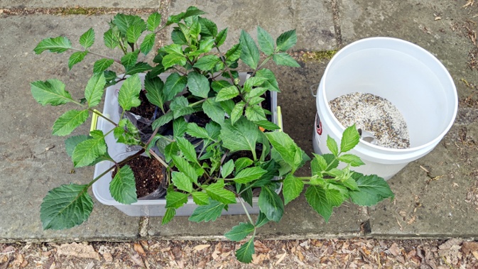 dahlias to plant and fertilizer mix