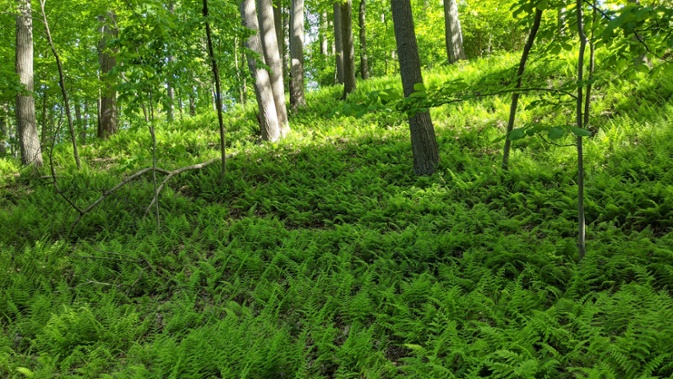 hillside ferns