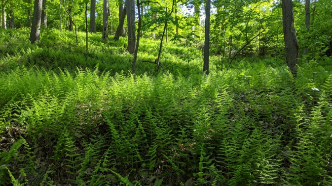 hillside ferns