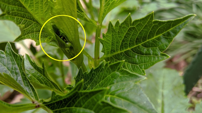 tutti frutti bud formation