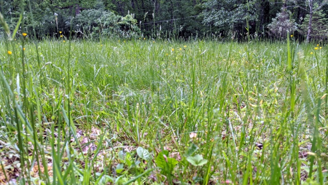 tall grass and flowers