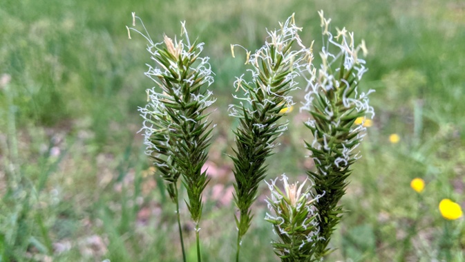 grass seed stalk