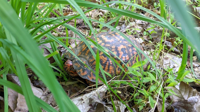 box turtle