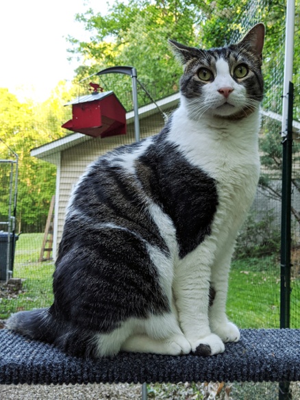cat on patio platform
