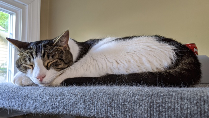 cat sleeping on shelf