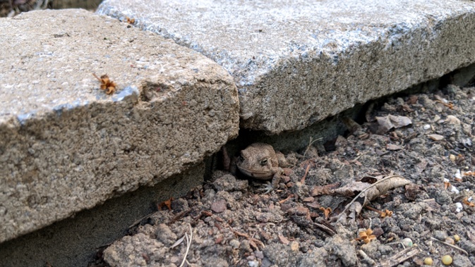 toad in flower bed