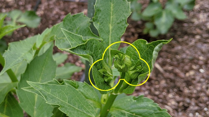 jitterbug bud formation