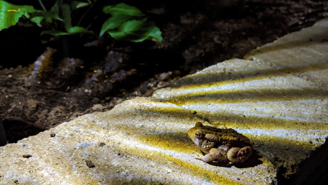 toad at night