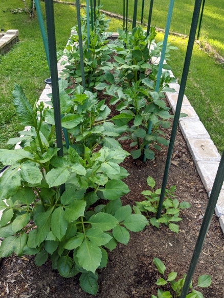 dahlia growth