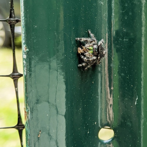 jumping spider on post