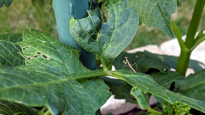 hatched mantis on dahlia