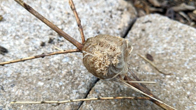 hatched ootheca