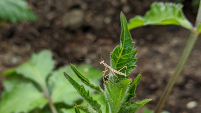 hatched mantis on dahlia