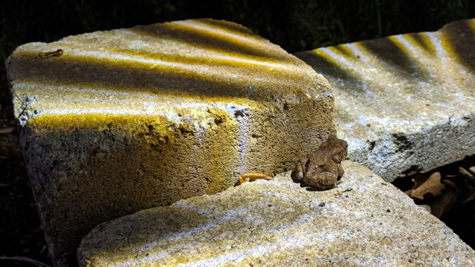 small toad at night