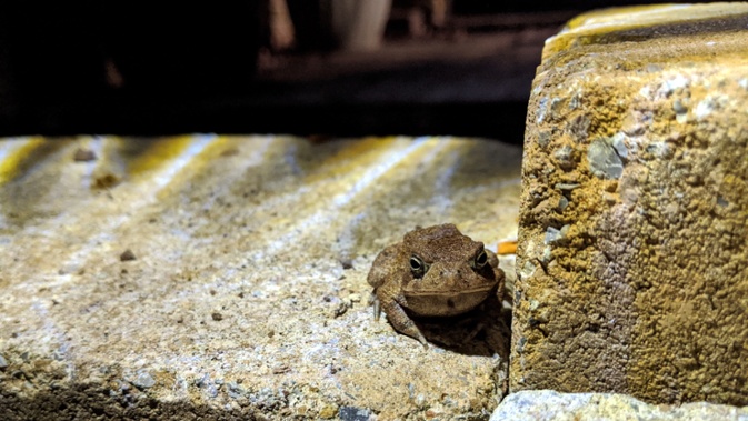 small toad at night