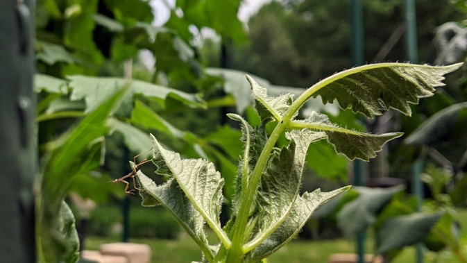 hatched mantis on dahlia