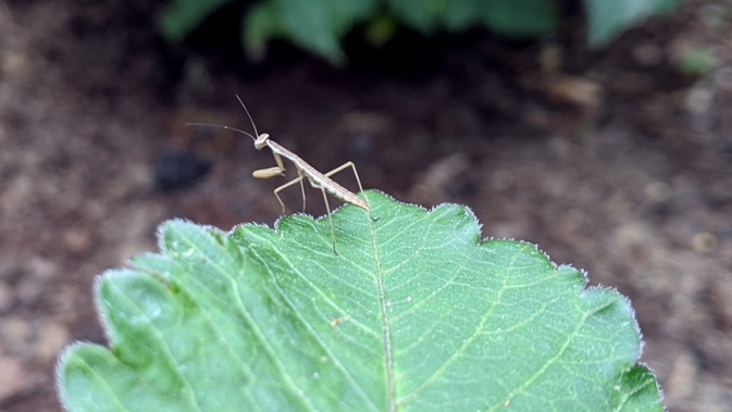 tiny mantis on leaf