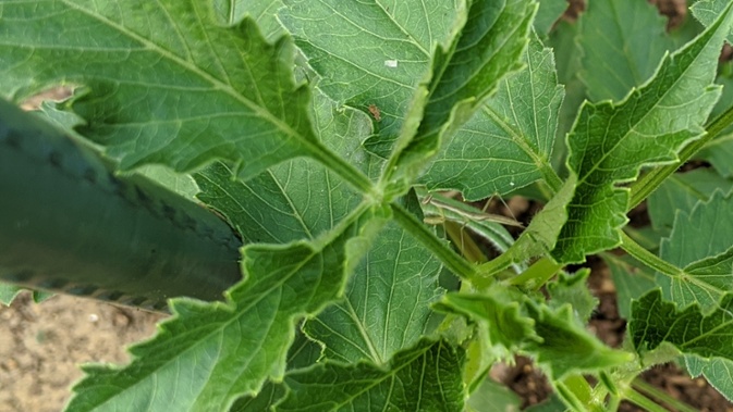 larger mantis on leaves