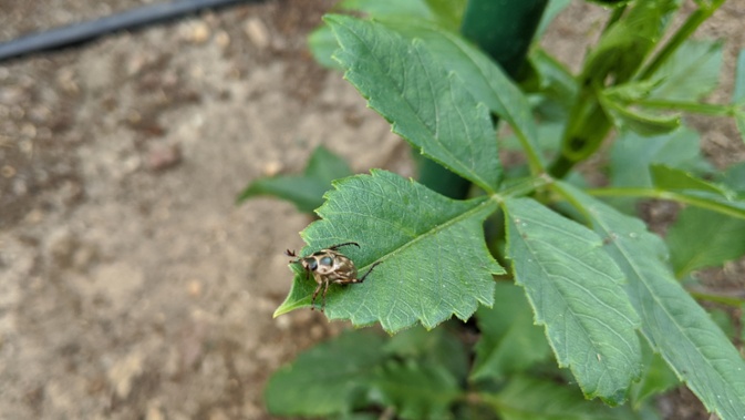 oriental beetle on dahlia