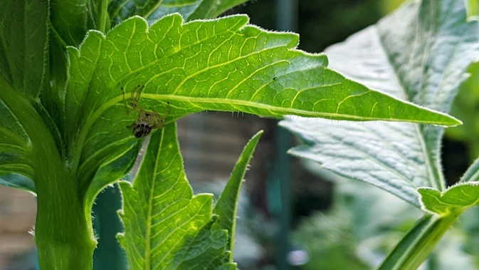 spider under leaf