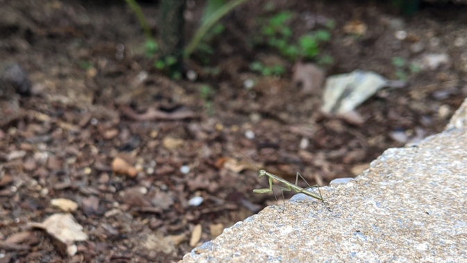 larger mantis on brick