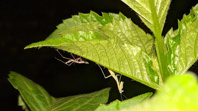 molted mantis