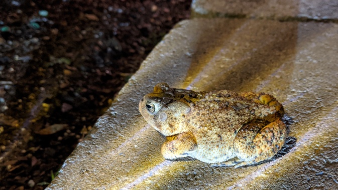 toad on flower bed wall