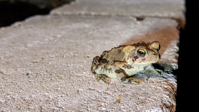 small toad on garden bed wall