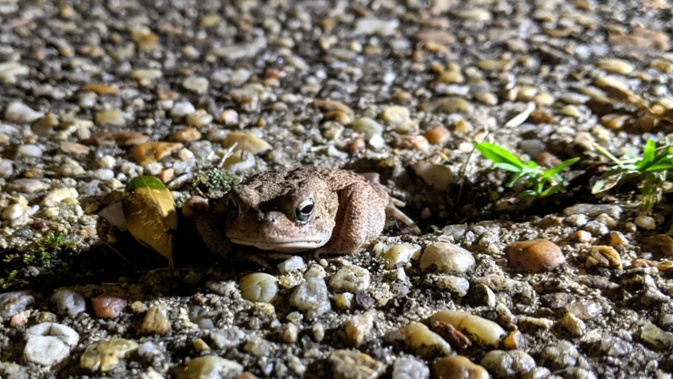 small toad in sidewalk crack