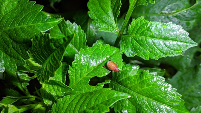 beetle eating dahlia