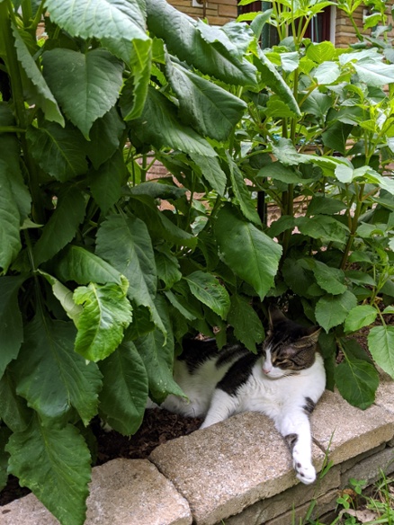 cat laying in flower bed